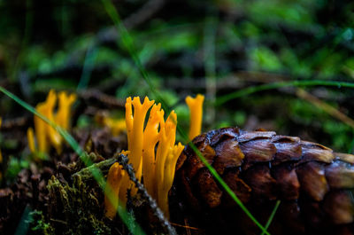 Close-up of yellow flowers