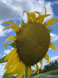 Close-up of sunflower against sky