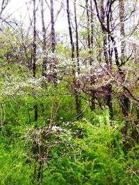 Scenic view of lake in forest