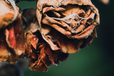 Close-up of dried dry flowers