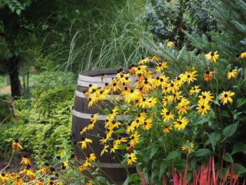 Close-up of yellow flowers blooming in field