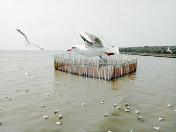 Seagulls flying over sea against sky