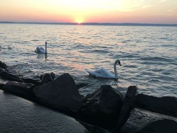 Seagull on rock at sea shore against sky during sunset