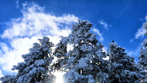 Low angle view of trees against sky