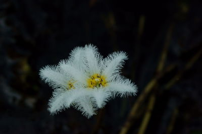 Close-up of white flowering plant