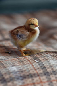 Close-up of a bird