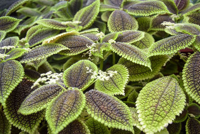 Beautiful green background of textured leaves of an exotic plant, full frame. close-up.