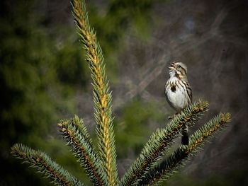 Close-up of bird perching on branch