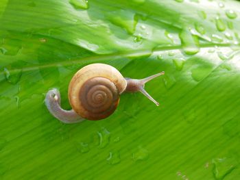 Close-up of snail on green leaves