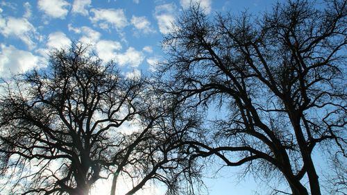 Low angle view of trees against sky