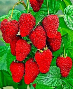 Close-up of red leaves