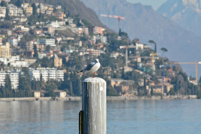 Seagull perching on wooden post in city