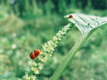 Close-up of ladybug on plant