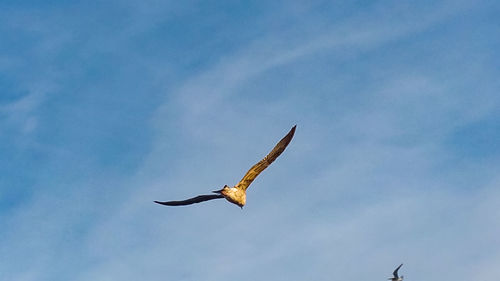 Low angle view of eagle flying in sky