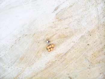 High angle view of a horse on sand