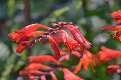 Close-up of red flower