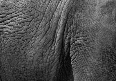 Close-up of elephant