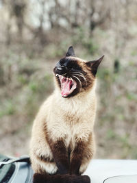 Cat looking away, yawning