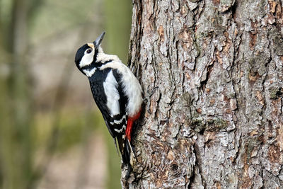 Close-up of bird perching on tree trunk