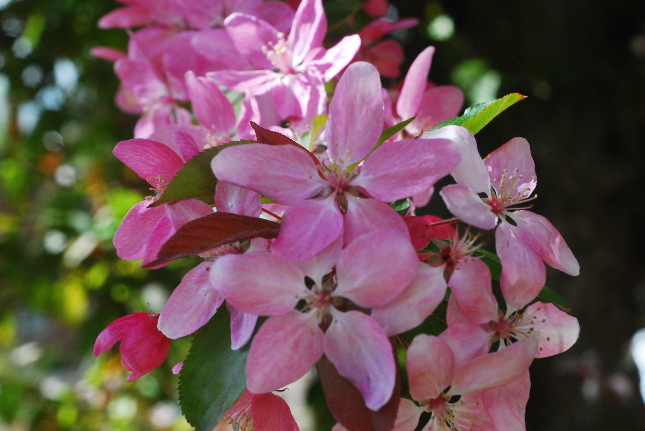 CLOSE-UP OF PINK MAGNOLIA FLOWERS