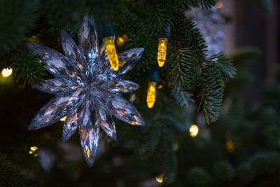 Close-up of christmas tree at night