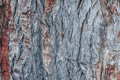 Full frame shot of tree trunk