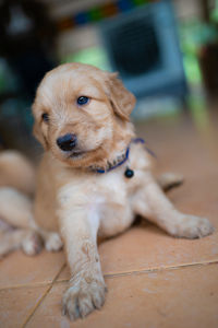 Portrait of puppy relaxing on floor