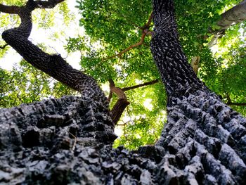 Lizard on tree in forest