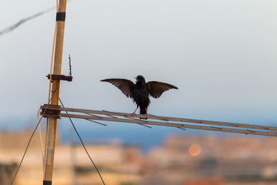 Low angle view of bird flying against sky