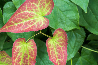 Close-up of fruit on plant