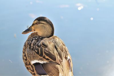 Close-up of a bird