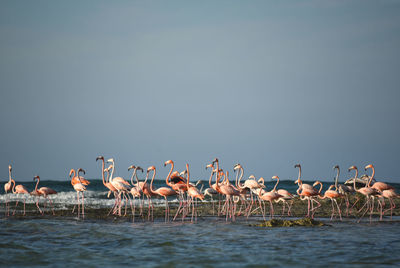 Birds in the sea against sky