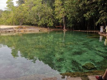 Scenic view of lake in forest