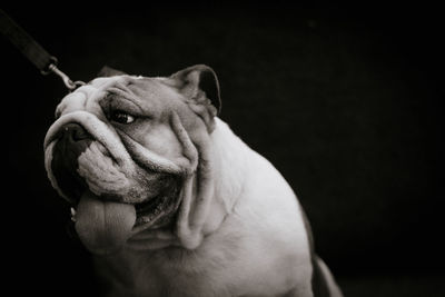 Close-up of dog against black background