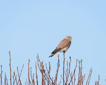 Low angle view of eagle perching on tree against sky