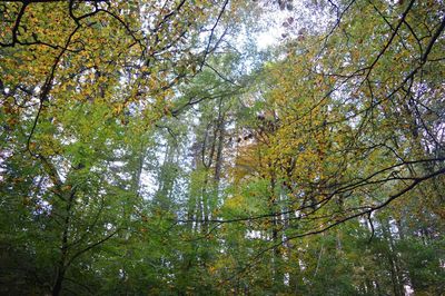 Low angle view of trees in forest during autumn