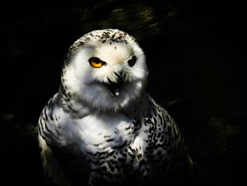 Close-up portrait of a bird