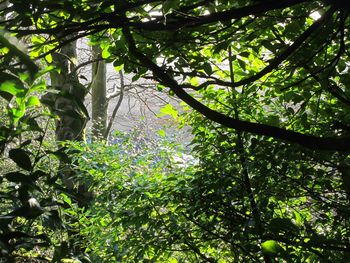 Low angle view of trees in forest