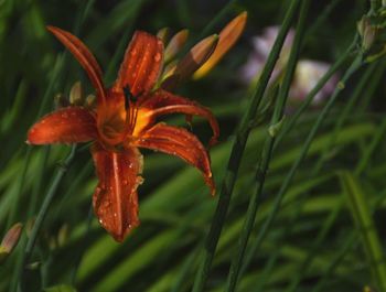 Close-up of day lily plant