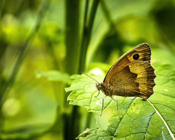 Close-up of butterfly on leaf