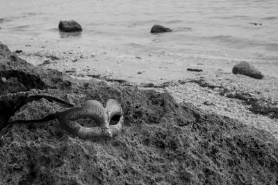 High angle view of animal skull on beach