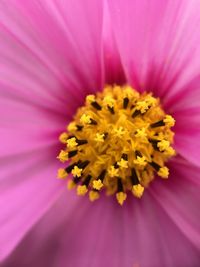 Extreme close-up of pink flower