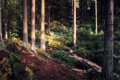 Sunlight streaming through trees in forest