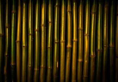 Full frame shot of bamboos