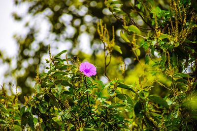 Close-up of purple flowering plants
