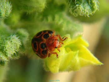 Close-up of insect pollinating on flower