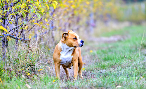 Dog looking away on field