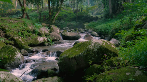 Stream flowing through rocks in forest