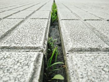 Close-up of plants by water