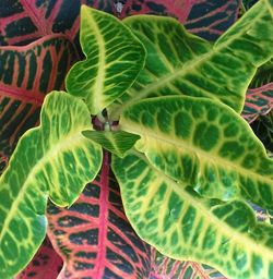 Close-up of fresh green leaf